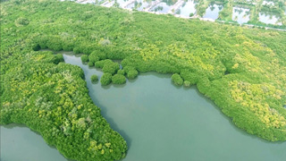 Ariyamthengu Mangrove Forest